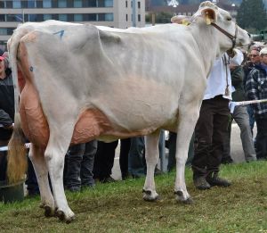 013schneuter ltere einzeln